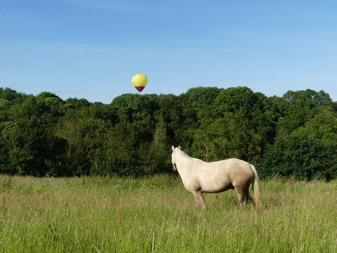 De dr&ocirc;les d'oiseaux dans le ciel