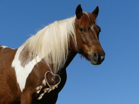 Ponette de r&ecirc;ve