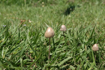 Mushroom on grass