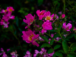 Flowers in the botanical garden in Radzionk&oacute;w. Free space for entry ready.