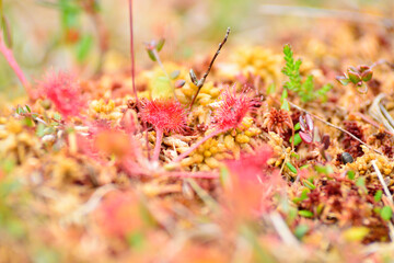Drosera, plante carnivore tourbière Vosges