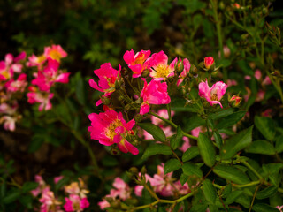 Flowers in the botanical garden in Radzionk&oacute;w. Free space for entry ready.
