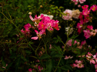 Flowers in the botanical garden in Radzionk&oacute;w. Free space for entry ready.