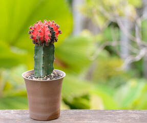 Lophophora williamsii, Cactus or succulents tree in flowerpot on wood striped background