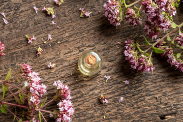 A bottle of essential oil with blooming oregano twigs