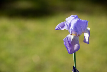 The Iris plants are sometimes known as flags and are popular garden flowers. It is a perennial...