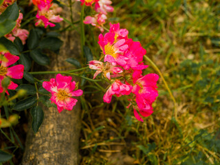 Roses in the botanical garden in Radzionk&oacute;w. Free space for entry ready.