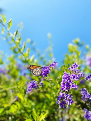 Monarch Butterfly on Purple Flowers
