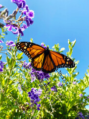 Butterfly Wingspan 