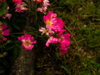 Roses in the botanical garden in Radzionków. Free space for entry ready.