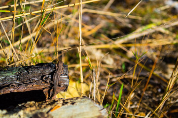 lizard on a branch