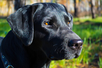 portrait of a black labrador