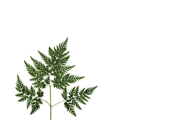 Dried fern © TenaChizh