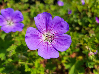 Fototapeta premium wood cranesbill also woodland geranium (in german Waldstorchschnabel also Wald-Storchschnabel) Geranium sylvaticum