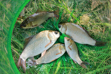 Fish in the green net