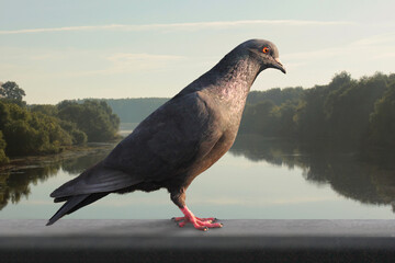 Pigeon on the railing