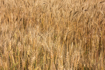 the background of a Golden wheat field