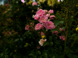 Roses in the botanical garden in Radzionk&oacute;w. Free space for entry ready.