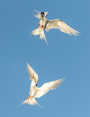 Forster's Term (Sterna forsteri), interaction, San Francisco Bay Area, California, USA