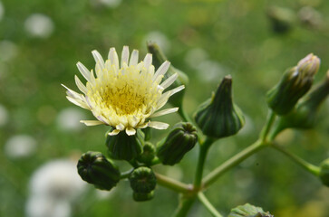 Yellow thistle (Sonchus asper) grows in nature.