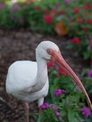 close up of a white ibis bird