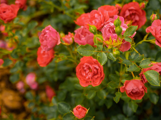 Roses in the botanical garden in Radzionków. Free space for entry ready.