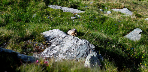 marmot hiding behind a rock in the alpine grass