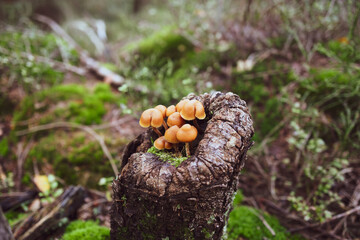 Grzyby w doniczce z drzewa © calibanx