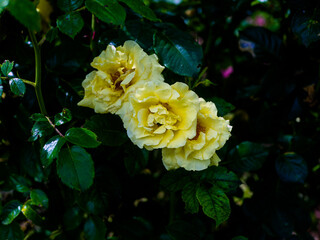 Roses in the botanical garden in Radzionków. Free space for entry ready.