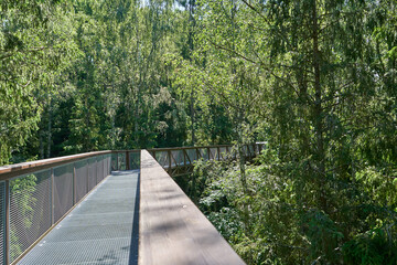 Boardwalk in the forest during summer time