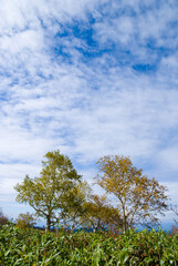 Obraz premium 北海道の秋空