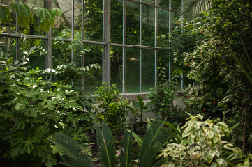 Beautiful old city greenhouse in the park with tropical plants