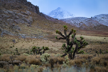 Joshua trees in a cold desert
