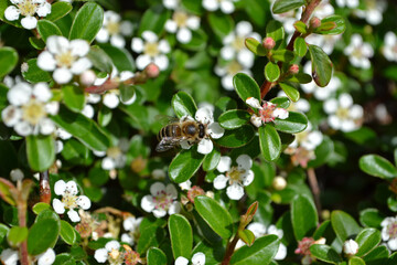 コトネアスター・ホリゾンタリス(Cotoneaster horizontalis)