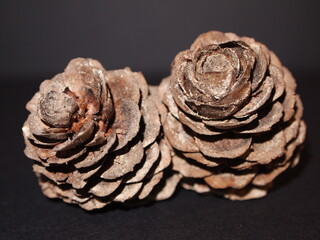Pine cone detail