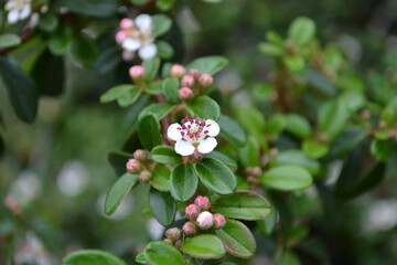 コトネアスター・ホリゾンタリス(Cotoneaster horizontalis)