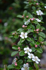 コトネアスター・ホリゾンタリス(Cotoneaster horizontalis)