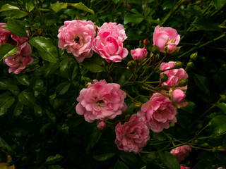 Roses in the botanical garden in Radzionków. Free space for entry ready.