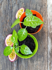 Tropical fruit,  passiflora