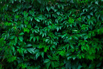 Fototapeta na wymiar Green leaves of decorative grape, ivy as plant background