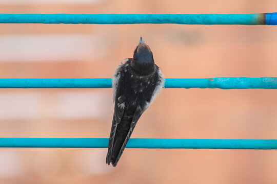 Una golondrina posada en el tendal.