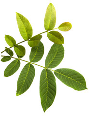 Fototapeta na wymiar green walnut leaves on white background