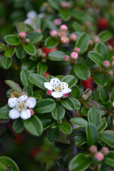 Fototapeta premium コトネアスター・ホリゾンタリス(Cotoneaster horizontalis)