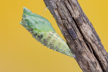 Black Swallowtail Butterfly (Papilio polyxenes) larva after it has molted its skin reveling its ...
