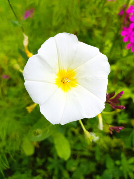 common bindweed also bearwind (in german Acker-Winde) Convolvulus arvensis