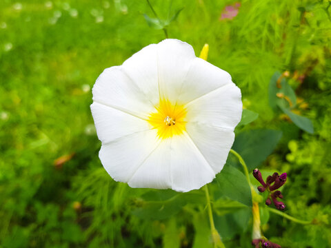 common bindweed also bearwind (in german Acker-Winde) Convolvulus arvensis