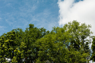 White clouds on a blue sky over green trees