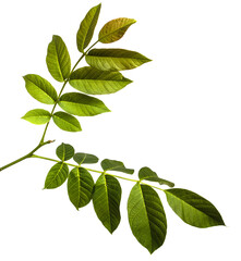 green walnut leaves on white background