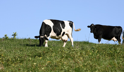 Dairy Cow in pasture