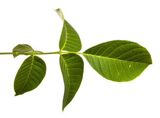 green walnut leaves on white background